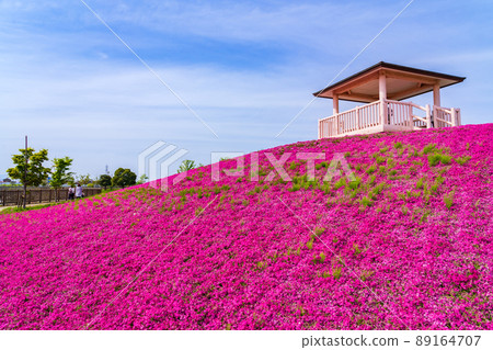 Mitsumataike Park, moss phlox in full bloom <Yatomi City, Aichi Prefecture> 89164707