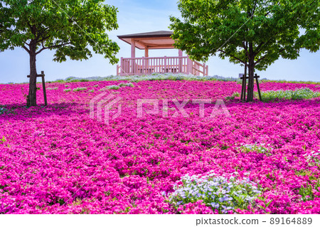 三松池公園，盛開的苔蘚福祿考<愛知縣彌富市> 89164889