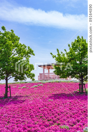 三松池公園，盛開的苔蘚福祿考<愛知縣彌富市> 89164890