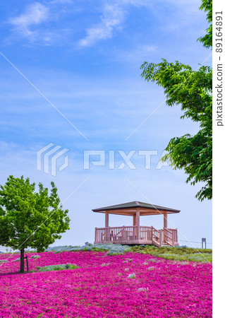 三松池公園，盛開的苔蘚福祿考<愛知縣彌富市> 89164891
