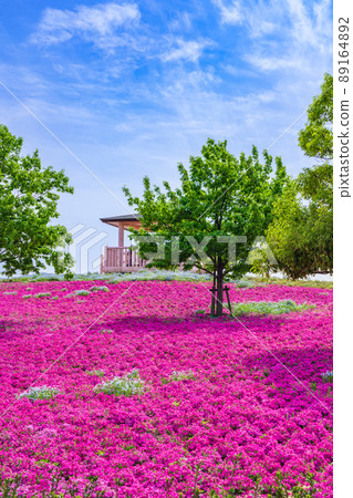 三松池公園,盛開的苔蘚福祿考<愛知縣彌富市> 三松池公園,盛開的苔蘚福祿考<愛知縣彌富市> 89164892