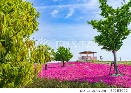 三松池公園,盛開的苔蘚福祿考<愛知縣彌富市> 三松池公園,盛開的苔蘚福祿考<愛知縣彌富市> 89165022