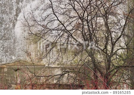 Spooky Creepy Details of Concrete Wall with Bare Trees on a Atmospheric Dreary Day Spooky Creepy Details of Concrete Wall with Bare Trees on a Atmospheric Dreary Day 89165285