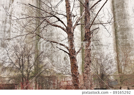 Spooky Creepy Details of Concrete Wall with Bare Trees on a Atmospheric Dreary Day Spooky Creepy Details of Concrete Wall with Bare Trees on a Atmospheric Dreary Day 89165292