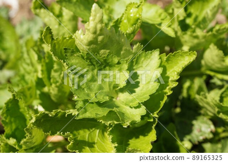 蜜蜂三葉草廠 蜜蜂三葉草廠 89165325