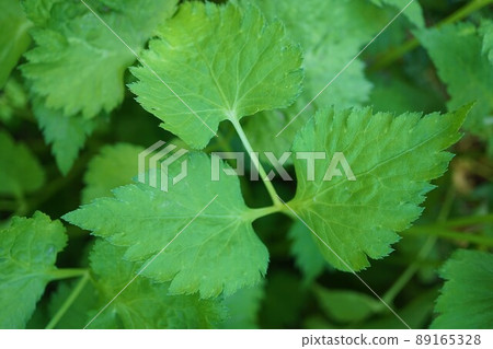 Honey Bee Trefoil Plant Honey Bee Trefoil Plant 89165328