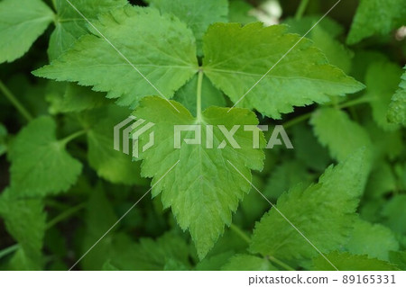 Honey Bee Trefoil Plant Honey Bee Trefoil Plant 89165331