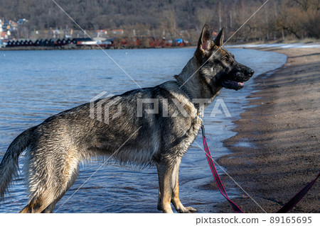 A young happy German Shepherd plays on a beach. Sable coloured working line breed 89165695
