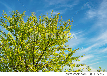 Looking up at the sky on a clear day, beautiful young leaves are dazzling. 89165747