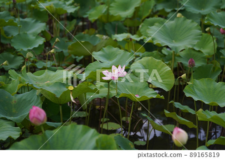 一朵蓮花 89165819