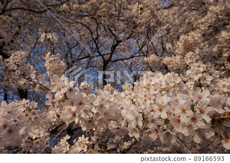 Sakura sakura spring spring Sakura sakura spring spring 89166593