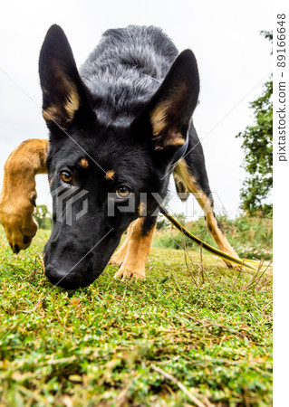 Young german shepherd dog with rope in summer in the park close-up face, low angle Young german shepherd dog with rope in summer in the park close-up face, low angle 89166648