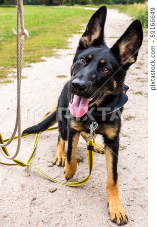 Young german shepherd dog with rope in summer in the park with tongue 89166649