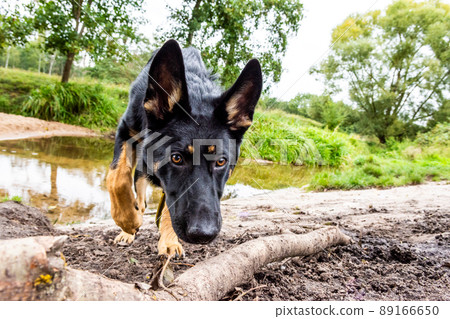 Young german shepherd dog with rope in summer in the park following a trail Young german shepherd dog with rope in summer in the park following a trail 89166650