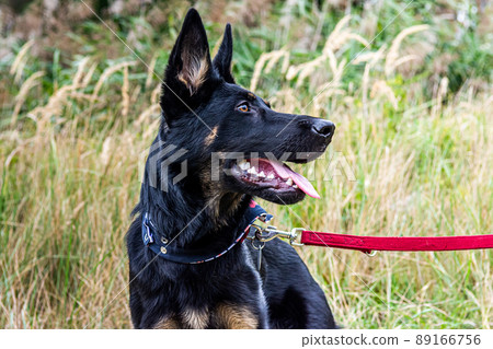 Young german shepherd puppy dog in the nature with dog leash Young german shepherd puppy dog in the nature with dog leash 89166756