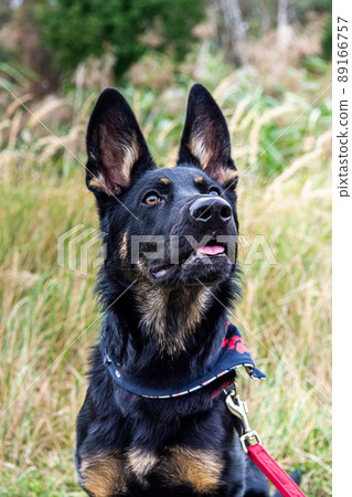 Young german shepherd puppy dog in the nature with dog leash Young german shepherd puppy dog in the nature with dog leash 89166757