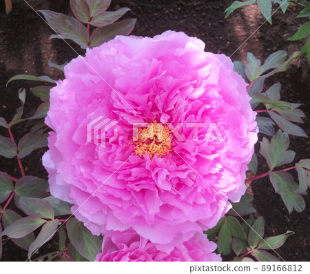 Mauve peony "Kamada wisteria" Mauve peony "Kamada wisteria" 89166812