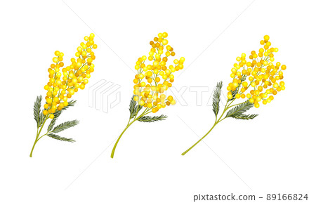 Evergreen Acacia Dealbata or Mimosa spring plant branches set vector illustration Evergreen Acacia Dealbata or Mimosa spring plant branches set vector illustration 89166824