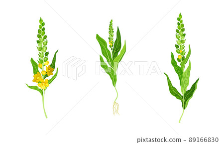 Mullein, verbascum thapsus, medicinal plant set. Meadow herbal plant vector illustration Mullein, verbascum thapsus, medicinal plant set. Meadow herbal plant vector illustration 89166830