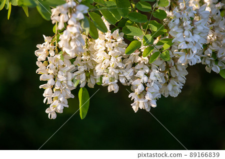 Branch of white acacia flowers on the tree 89166839