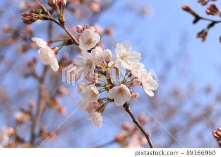 藍天和櫻花 藍天和櫻花 89166960