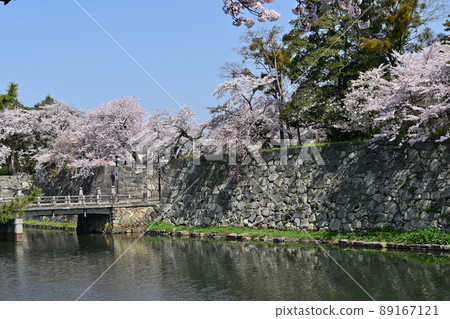 Yoshino cherry tree blooming near Kyobashi in Hikone Castle 89167121
