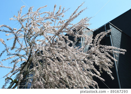 檉柳(宮城縣) 檉柳(宮城縣) 89167293