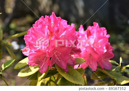 杜鵑花 杜鵑花 89167352