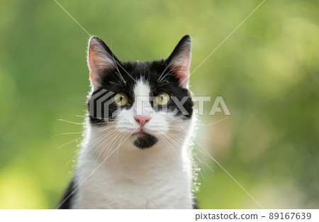 tuxedo cat portrait against greenery bokeh 89167639