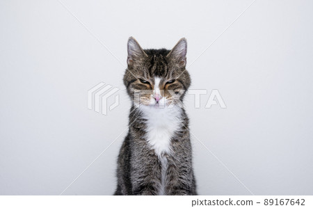 cat looking angry at amera cat looking angry at amera 89167642