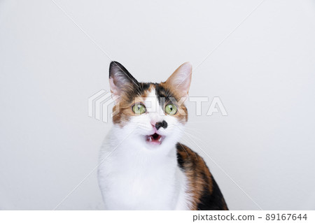 cute cat looking surprised with mouth open 89167644
