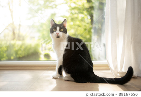 cat sitting on floor in front of window 89167650