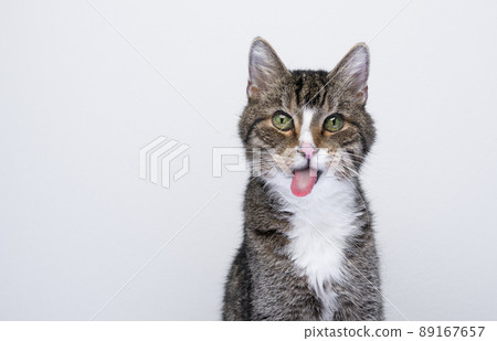 naughty cat sticking out tongue 89167657