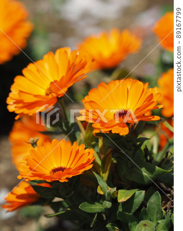 Calendula (Calendula / Pot Marigold) Calendula (Calendula / Pot Marigold) 89167799