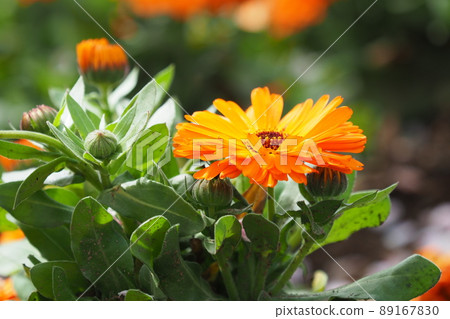 Calendula (Calendula / Pot Marigold) Calendula (Calendula / Pot Marigold) 89167830