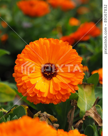 Calendula (Calendula / Pot Marigold) Calendula (Calendula / Pot Marigold) 89167832