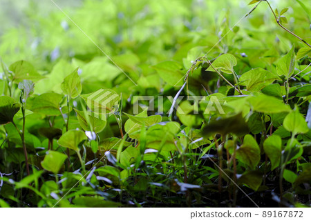 Dokudami leaves 89167872