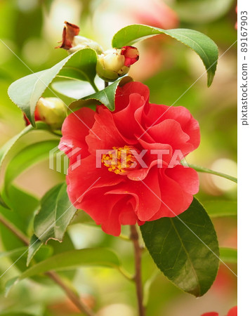 Camellia (camellia flower) Camellia (camellia flower) 89167903