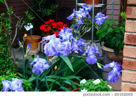 German iris blue blooming in the garden German iris blue blooming in the garden 89168008