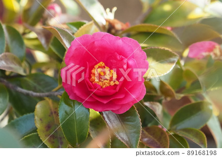 山茶花(山茶花) 山茶花(山茶花) 89168198