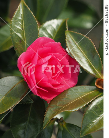 山茶花(山茶花) 山茶花(山茶花) 89168199