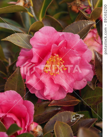 山茶花(山茶花) 山茶花(山茶花) 89168200