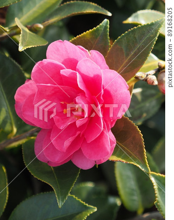 Sasanqua (Camellia sasanqua) Sasanqua (Camellia sasanqua) 89168205