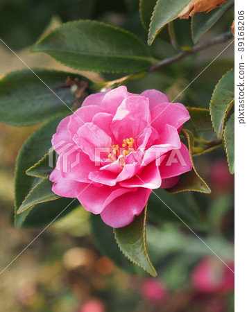 Sasanqua (Camellia sasanqua) Sasanqua (Camellia sasanqua) 89168206