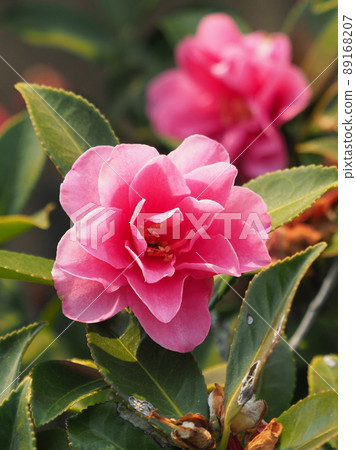 Sasanqua (Camellia sasanqua) Sasanqua (Camellia sasanqua) 89168207