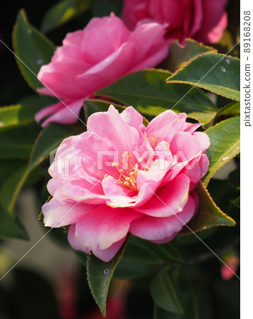 Sasanqua (Camellia sasanqua) Sasanqua (Camellia sasanqua) 89168208