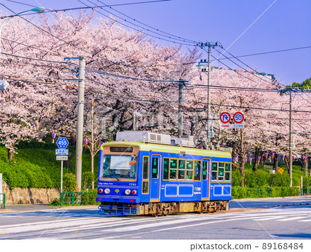 Tram and cherry blossom trees in Asukayama Park Tokyo spring scenery Tram and cherry blossom trees in Asukayama Park Tokyo spring scenery 89168484