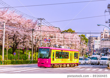 Tram and cherry blossom trees in Asukayama Park Tokyo spring scenery Tram and cherry blossom trees in Asukayama Park Tokyo spring scenery 89168485
