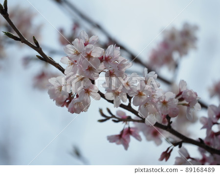 櫻花（春季活動等） 89168489