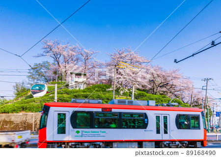 Tram and cherry blossom trees in Asukayama Park Tokyo spring scenery Tram and cherry blossom trees in Asukayama Park Tokyo spring scenery 89168490